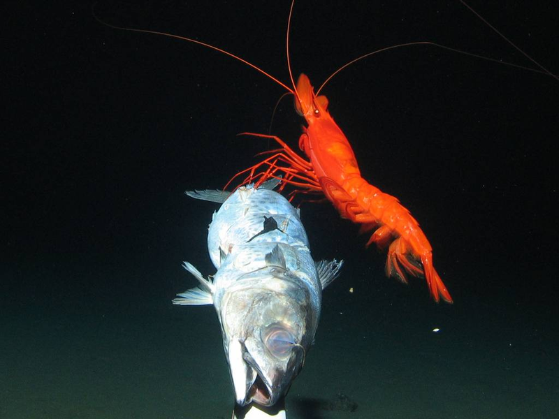 Illustration for article titled Our first glimpse of ocean life at the bottom of an unexplored trench